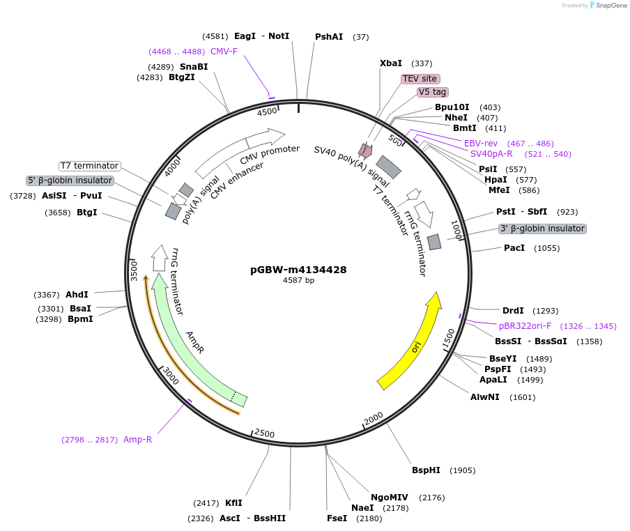 152031-plasmid-map-sequence-id-295043