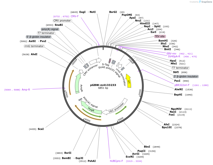 152033-plasmid-map-sequence-id-295045