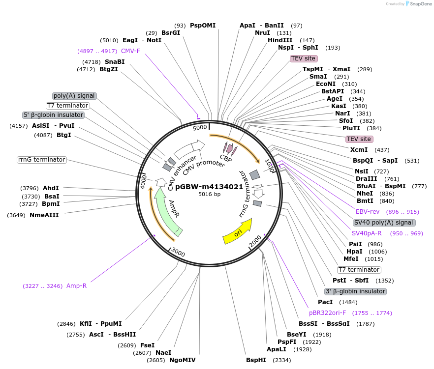 152037-plasmid-map-sequence-id-295049