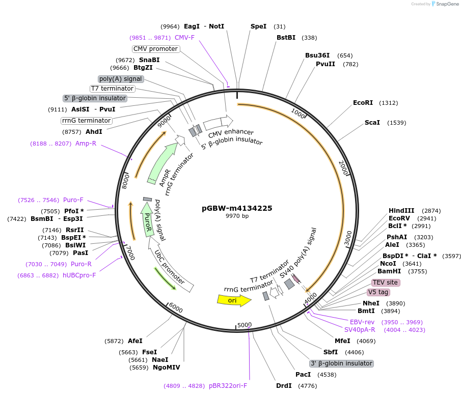 152042-plasmid-map-sequence-id-295054