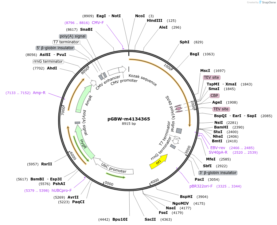 152044-plasmid-map-sequence-id-295056