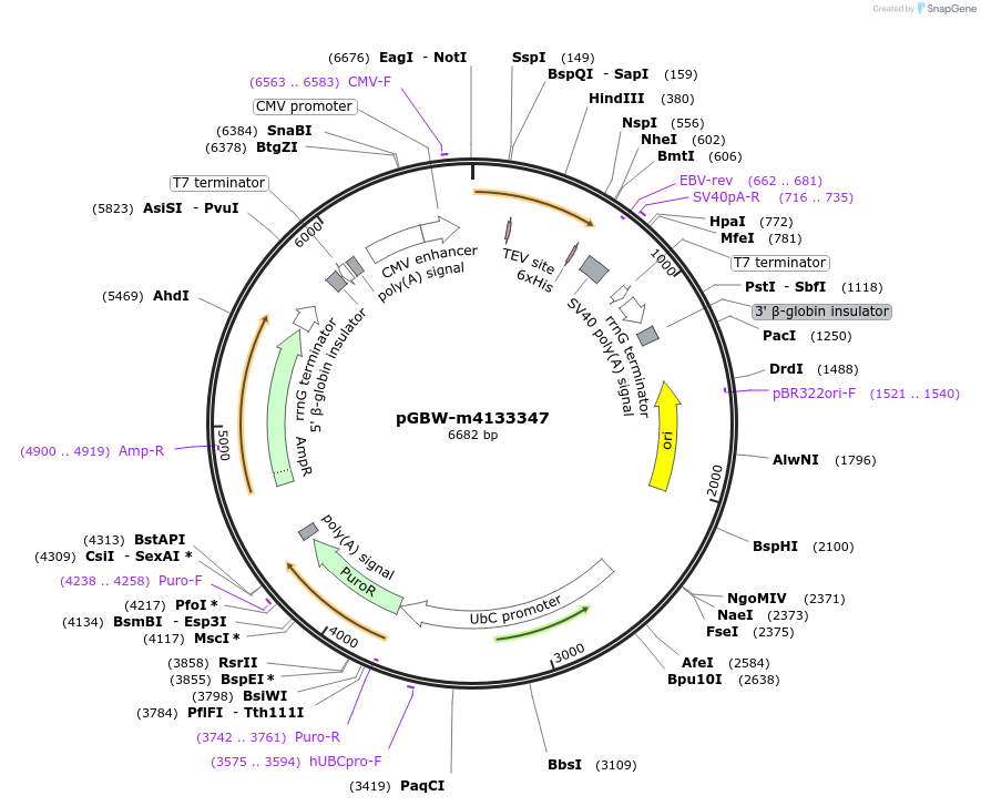 152057-plasmid-map-sequence-id-295069