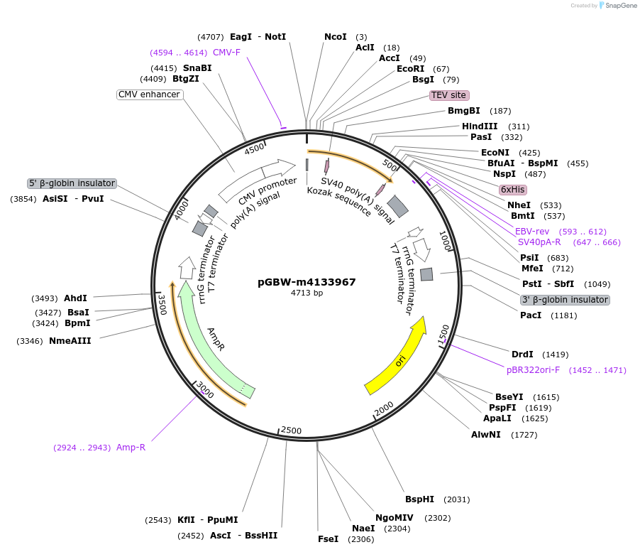 152058-plasmid-map-sequence-id-295070