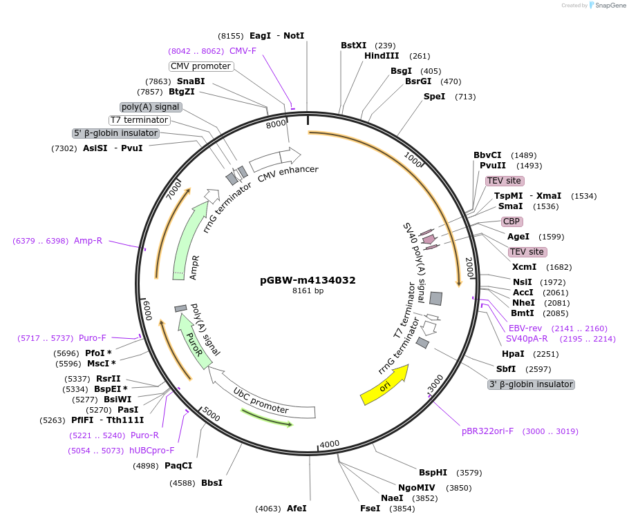152059-plasmid-map-sequence-id-295071