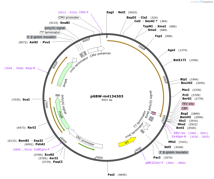 152065-plasmid-map-sequence-id-295077
