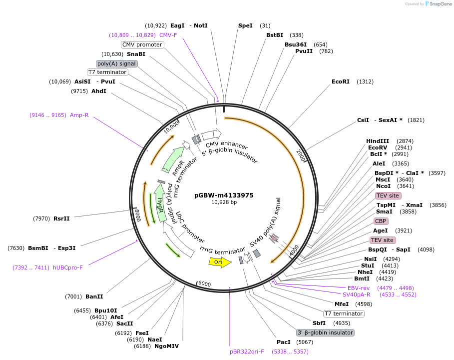 152069-plasmid-map-sequence-id-295081