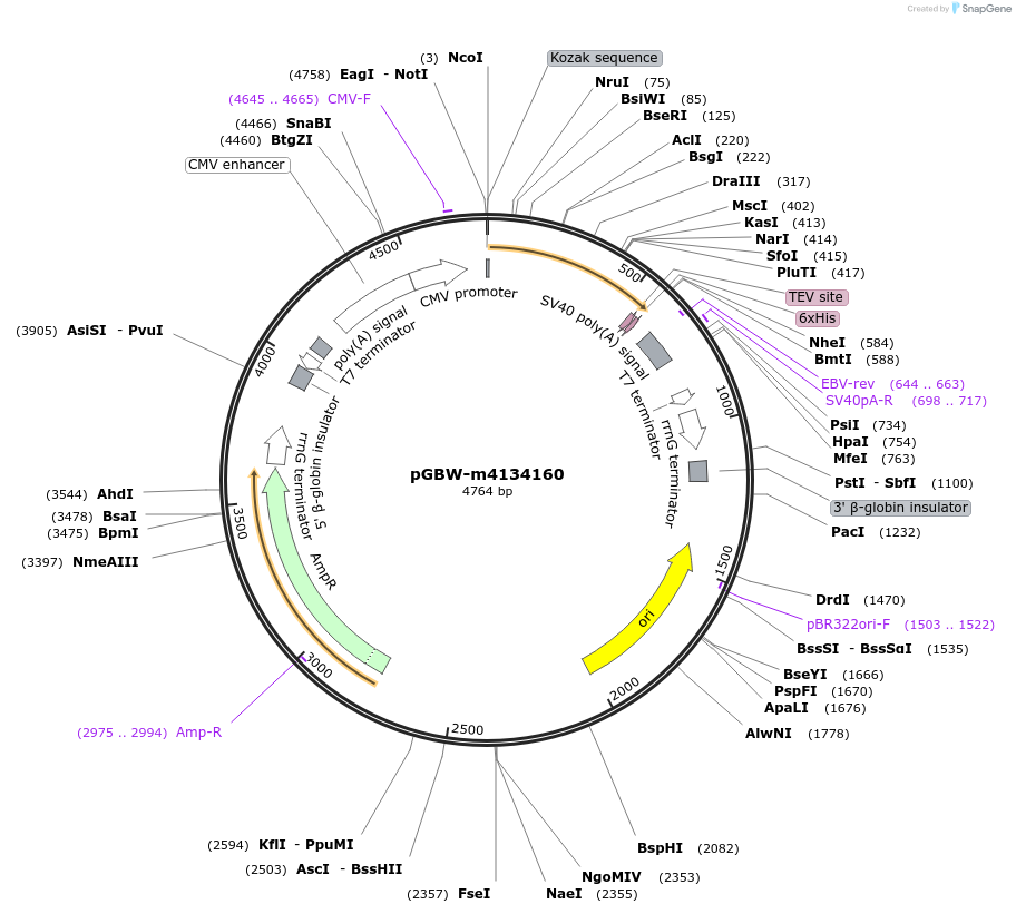 152073-plasmid-map-sequence-id-295085