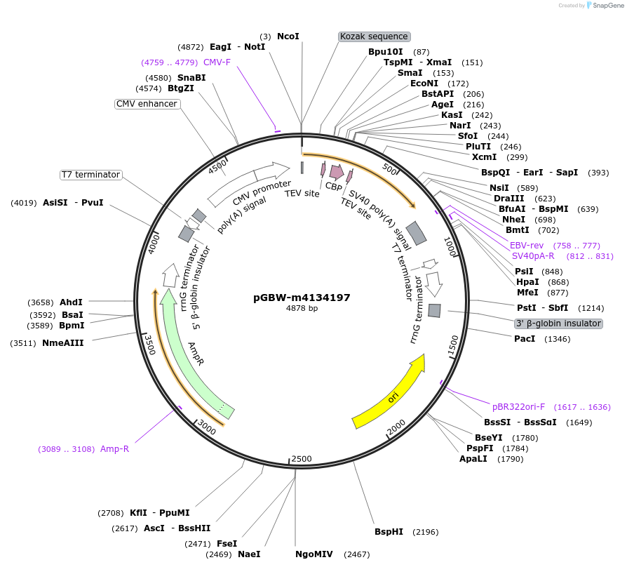 152074-plasmid-map-sequence-id-295086