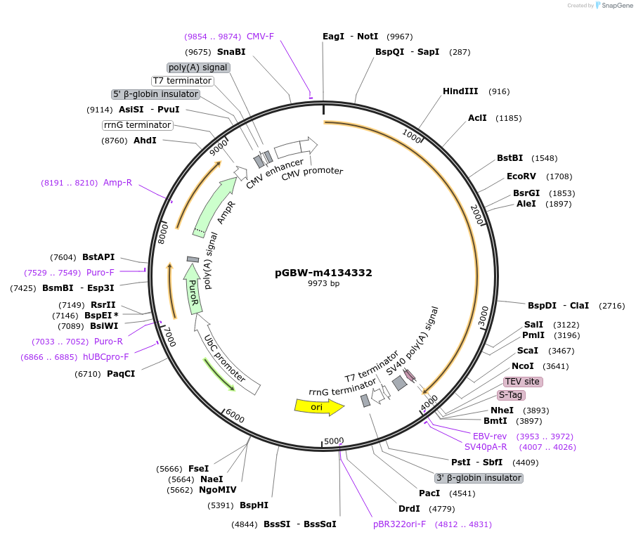 152076-plasmid-map-sequence-id-295088