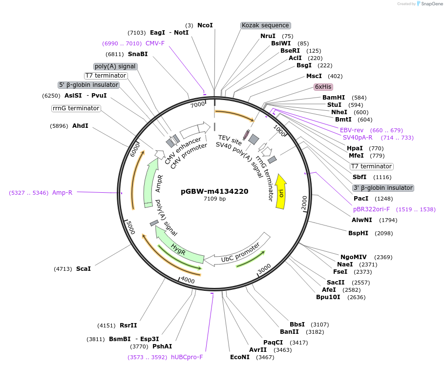 152086-plasmid-map-sequence-id-295098