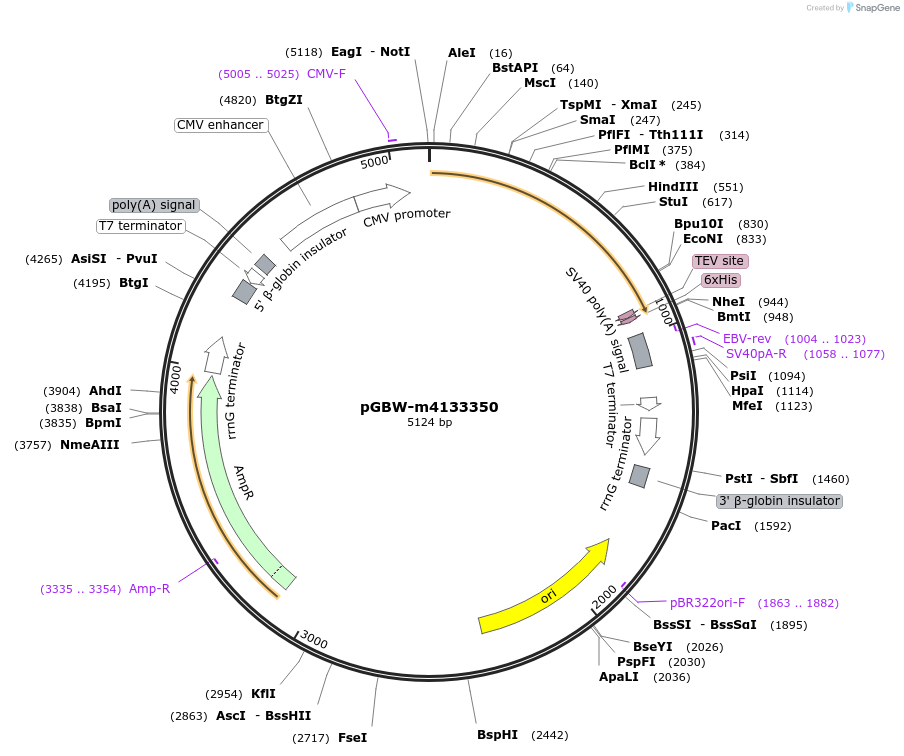 152091-plasmid-map-sequence-id-295103