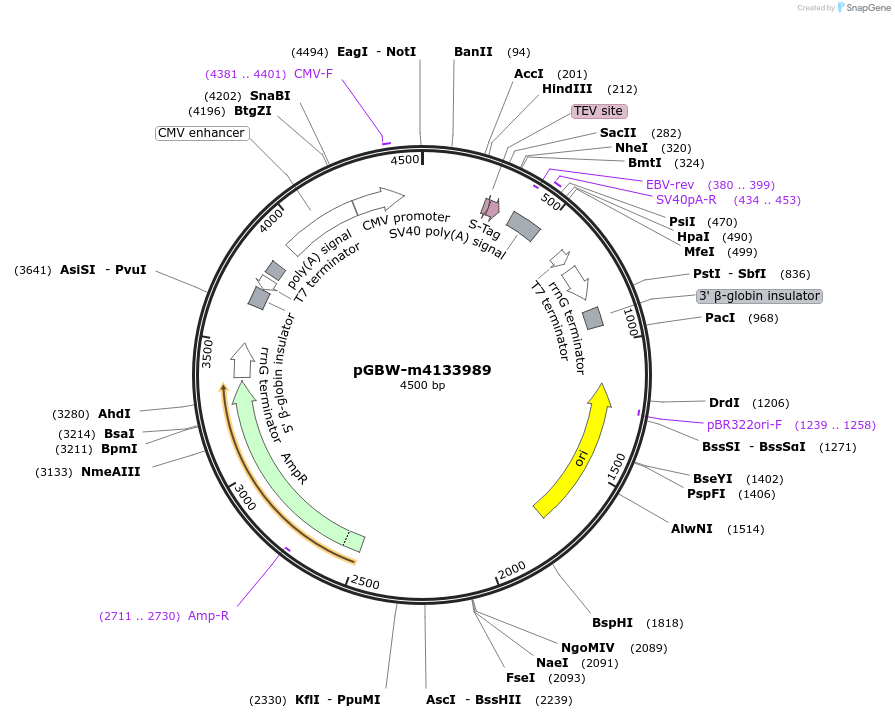 152092-plasmid-map-sequence-id-295104
