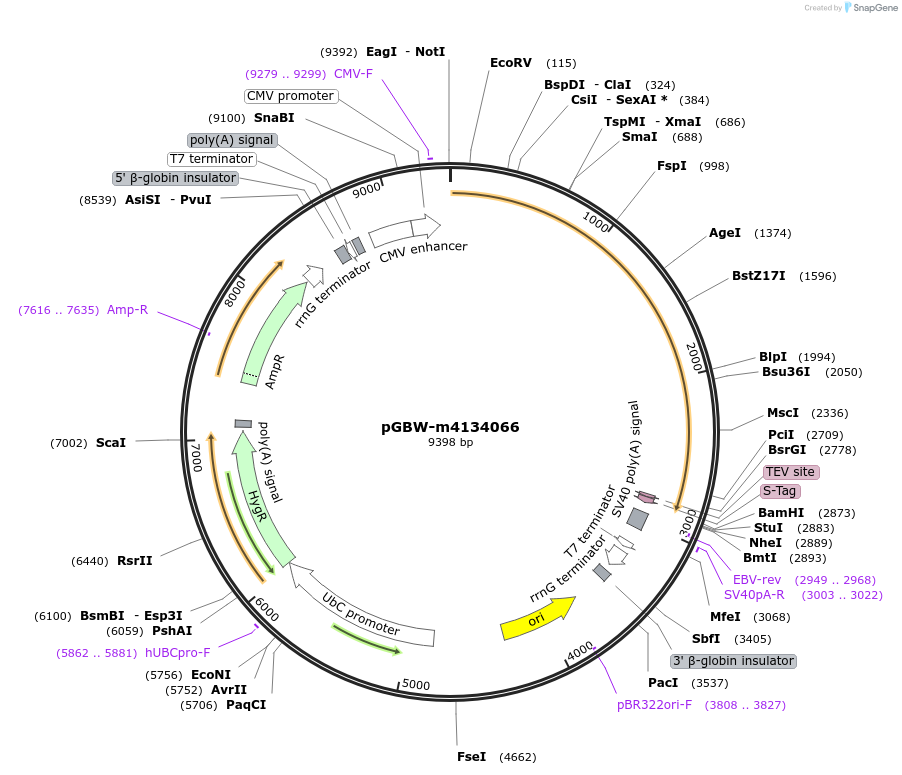 152094-plasmid-map-sequence-id-295106