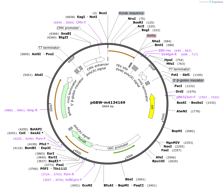 152096-plasmid-map-sequence-id-295108