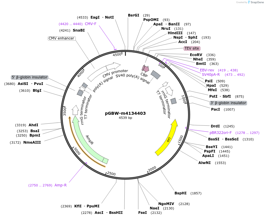 152100-plasmid-map-sequence-id-295112