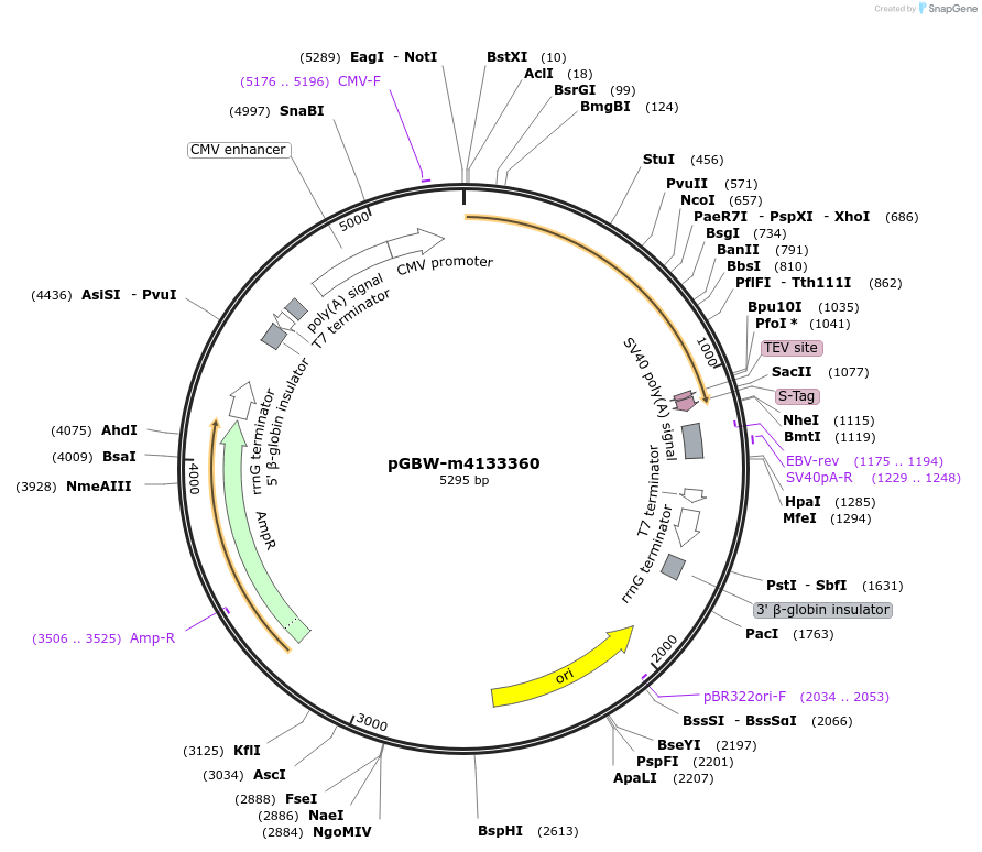 152102-plasmid-map-sequence-id-295114