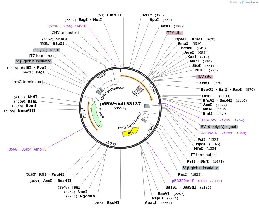 152103-plasmid-map-sequence-id-295115