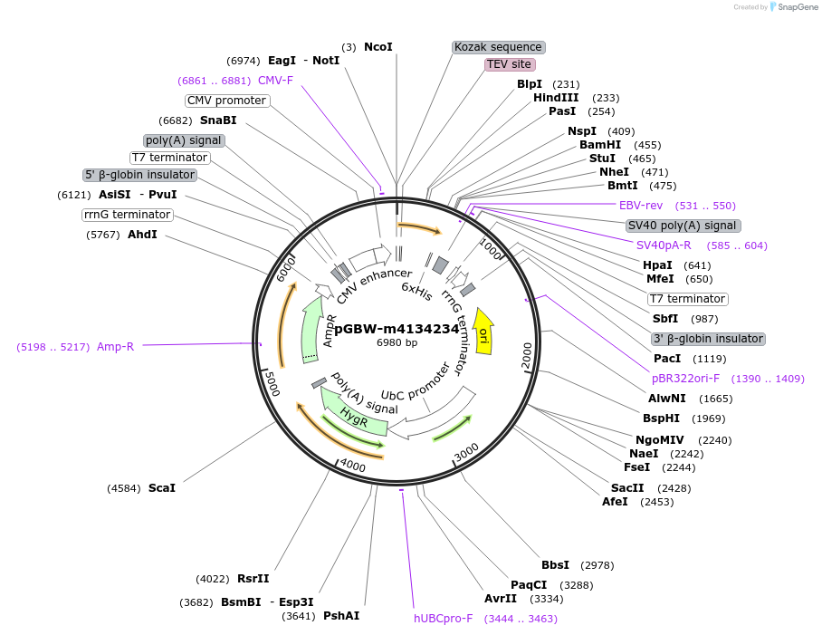 152109-plasmid-map-sequence-id-295121