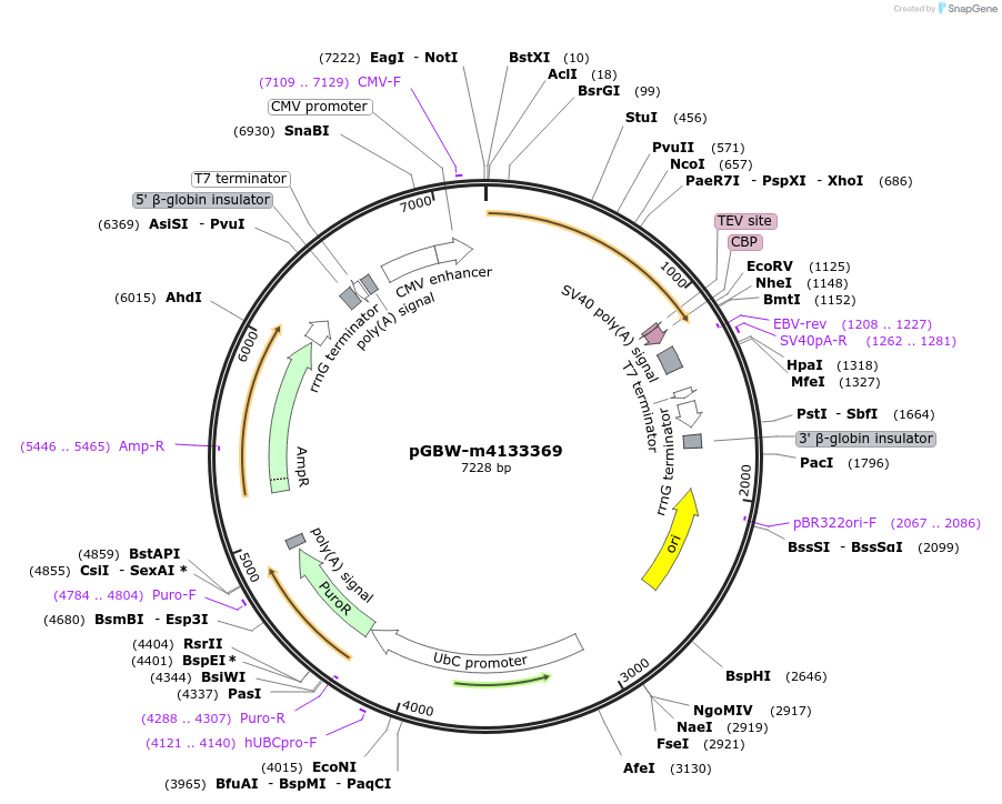 152114-plasmid-map-sequence-id-295126