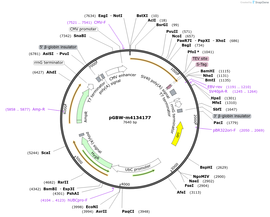 152119-plasmid-map-sequence-id-295131