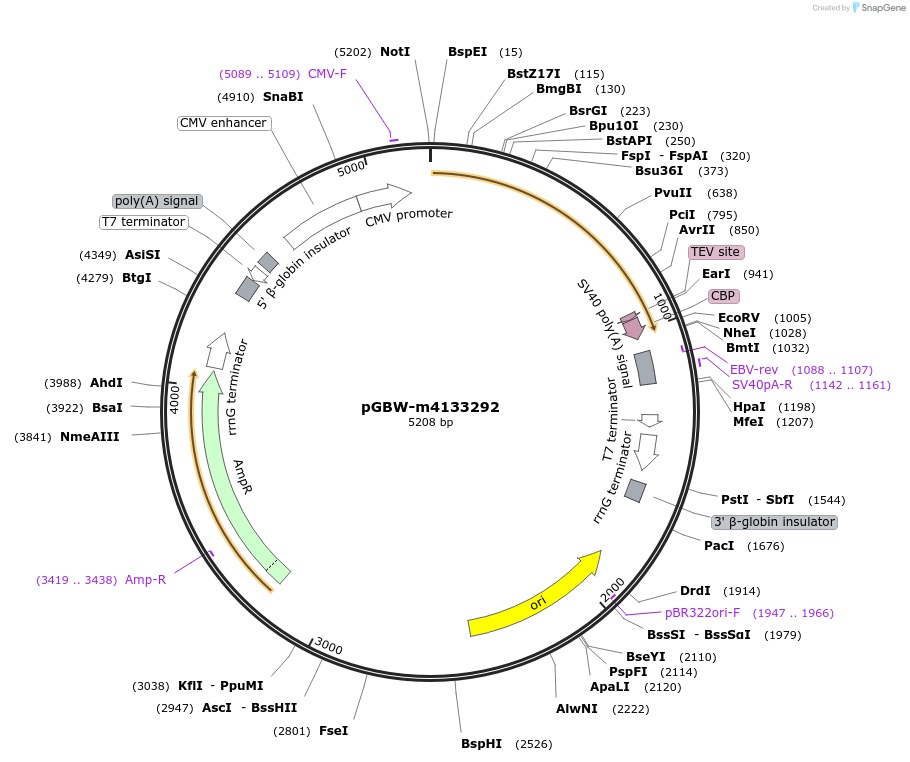 152129-plasmid-map-sequence-id-295141