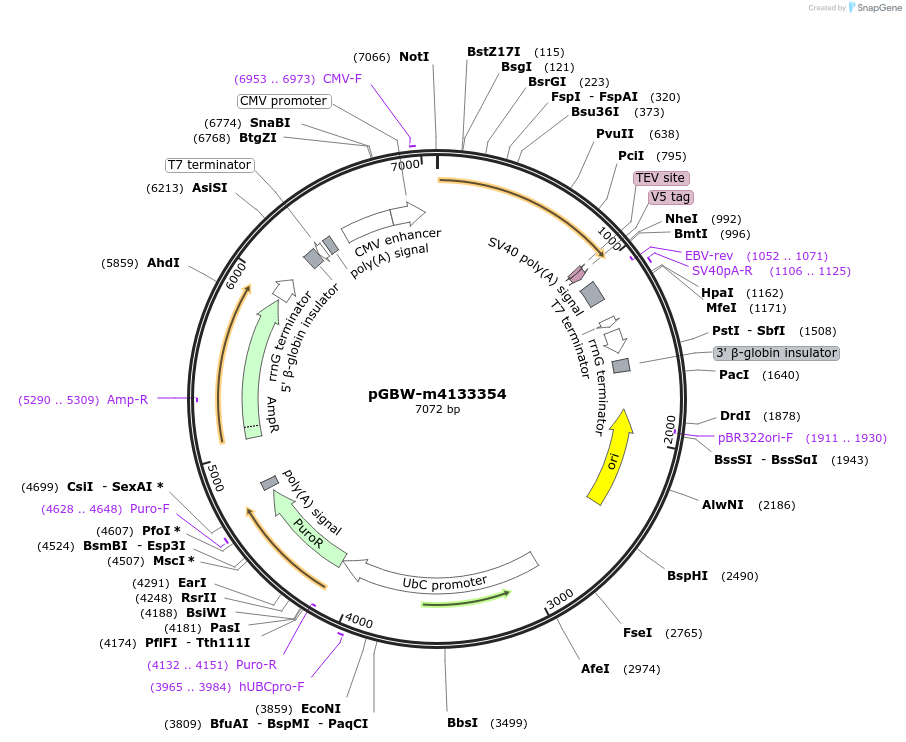 152134-plasmid-map-sequence-id-295146