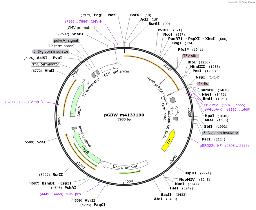 152135-plasmid-map-sequence-id-295147