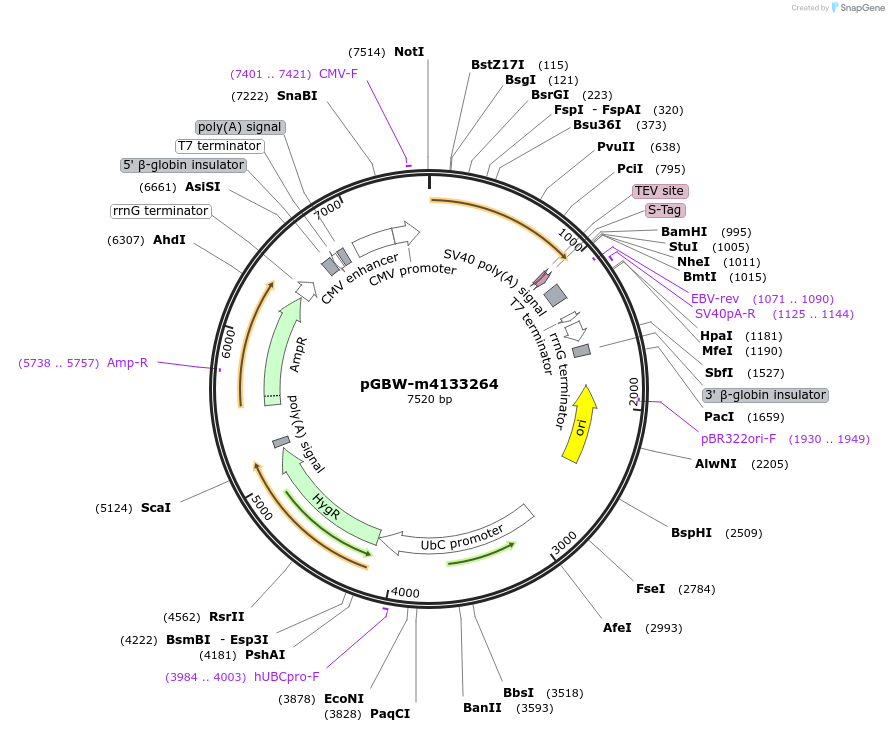 152137-plasmid-map-sequence-id-295149