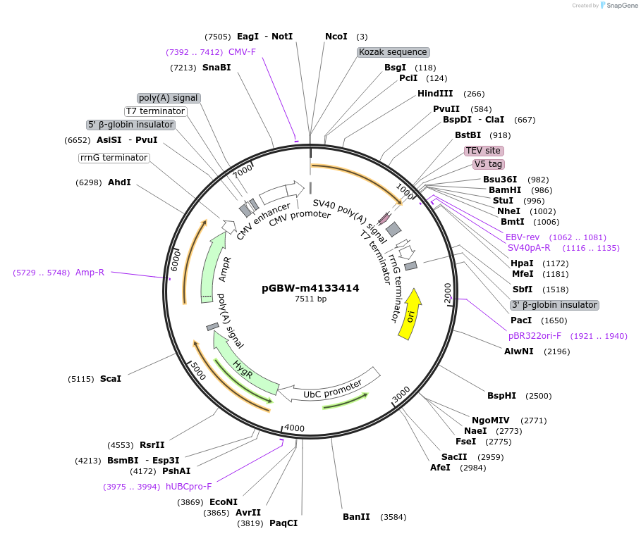 152139-plasmid-map-sequence-id-295151