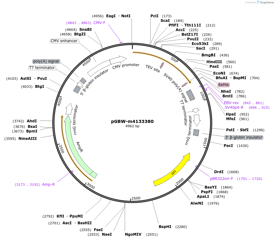 152144-plasmid-map-sequence-id-295156