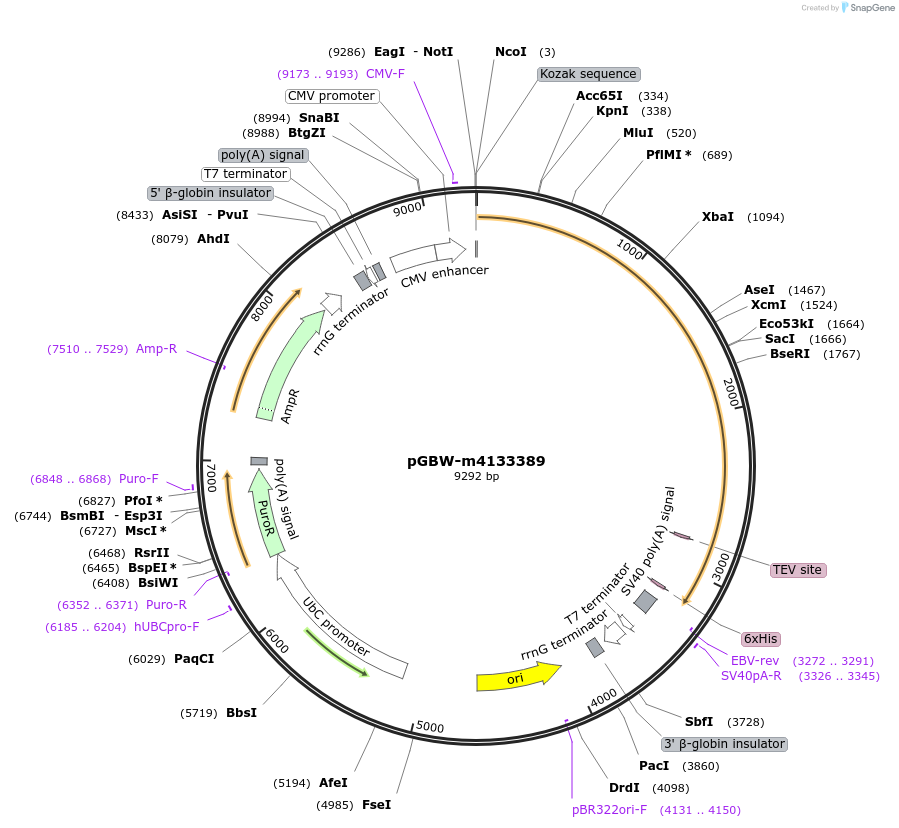 152150-plasmid-map-sequence-id-295162