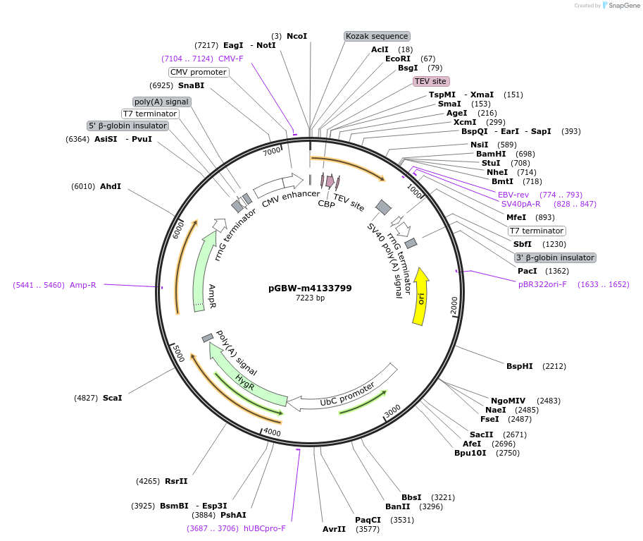 152158-plasmid-map-sequence-id-295170