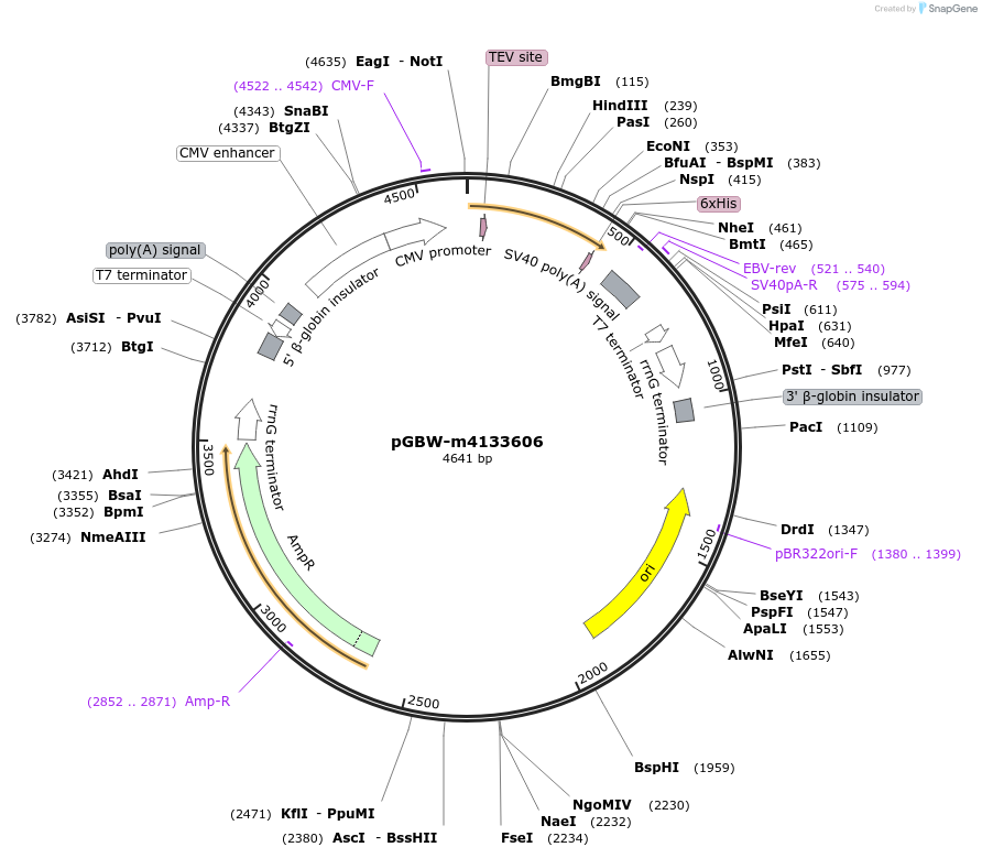 152164-plasmid-map-sequence-id-295176