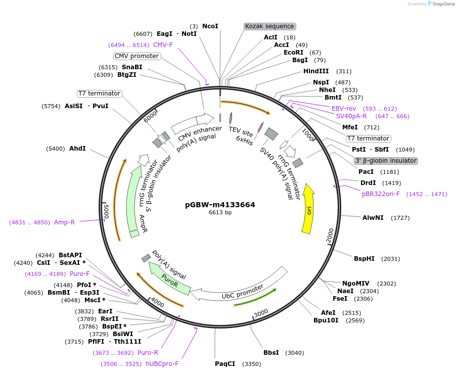 152174-plasmid-map-sequence-id-295186