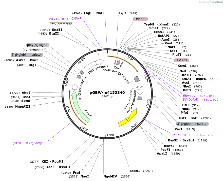 152176-plasmid-map-sequence-id-295188