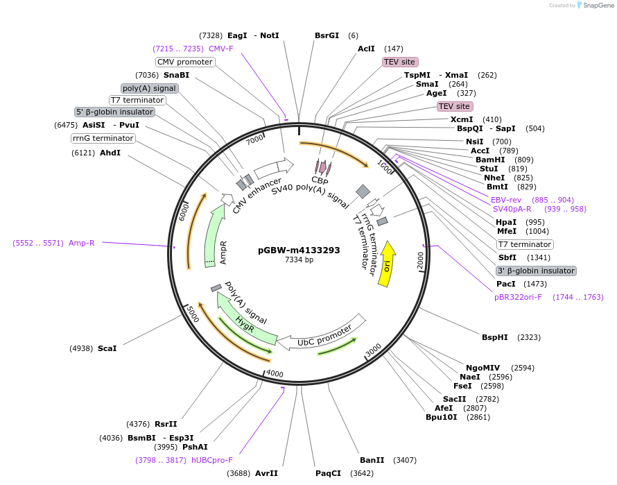 152178-plasmid-map-sequence-id-295190