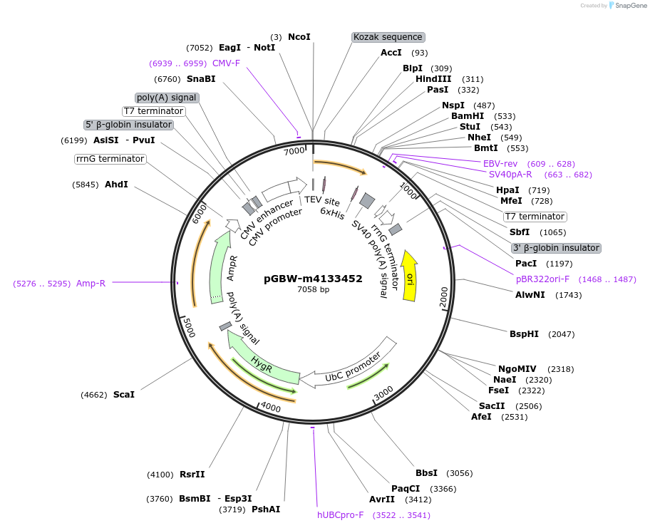 152180-plasmid-map-sequence-id-295192
