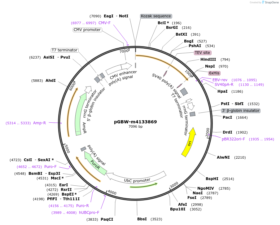 152188-plasmid-map-sequence-id-295200