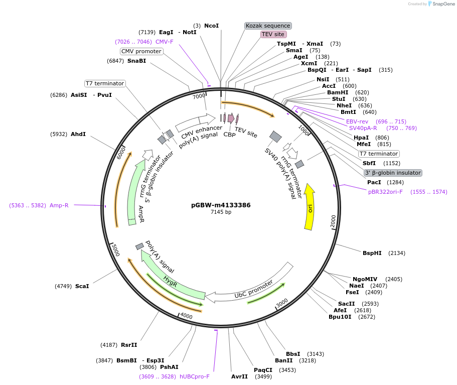 152190-plasmid-map-sequence-id-295202