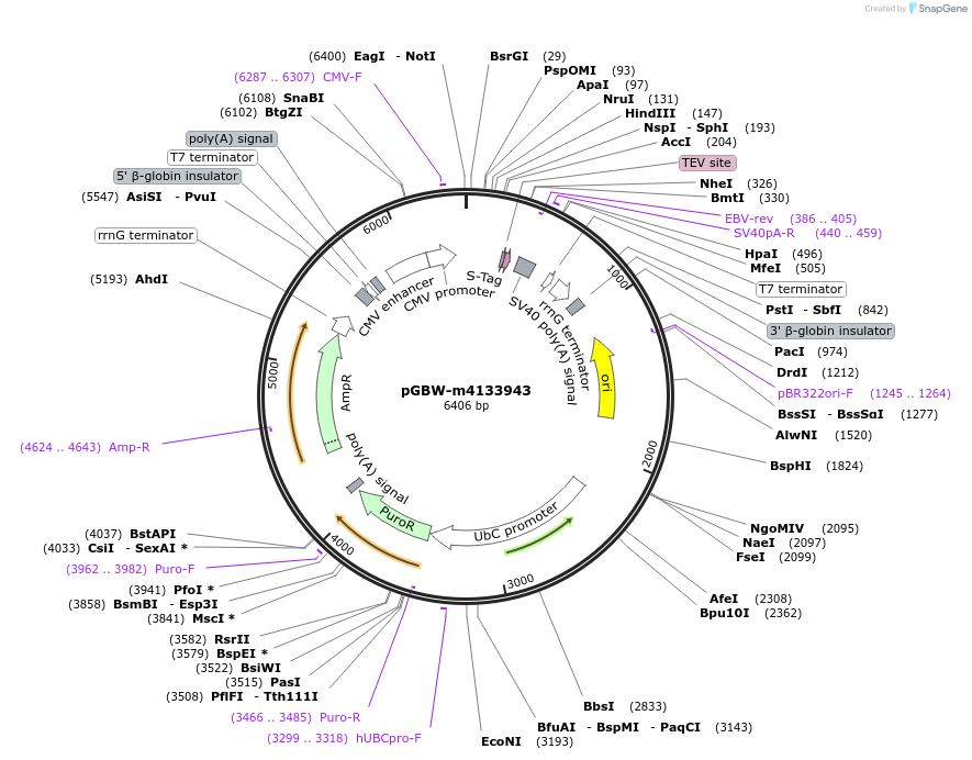 152197-plasmid-map-sequence-id-295209