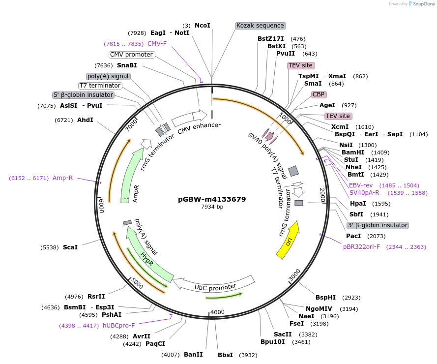 152205-plasmid-map-sequence-id-295217