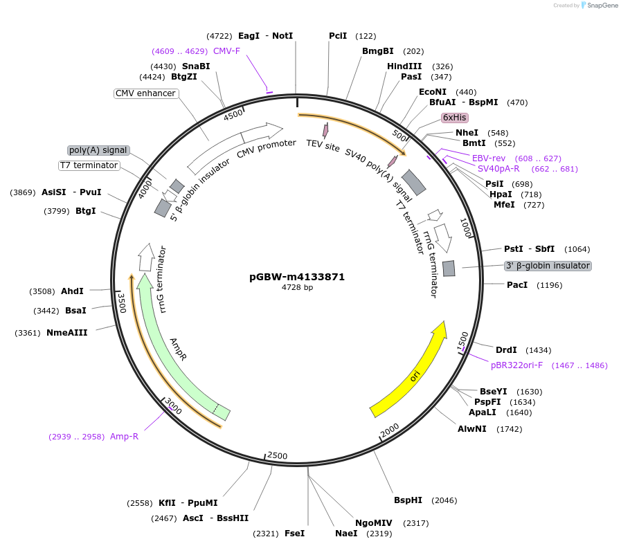 152207-plasmid-map-sequence-id-295219