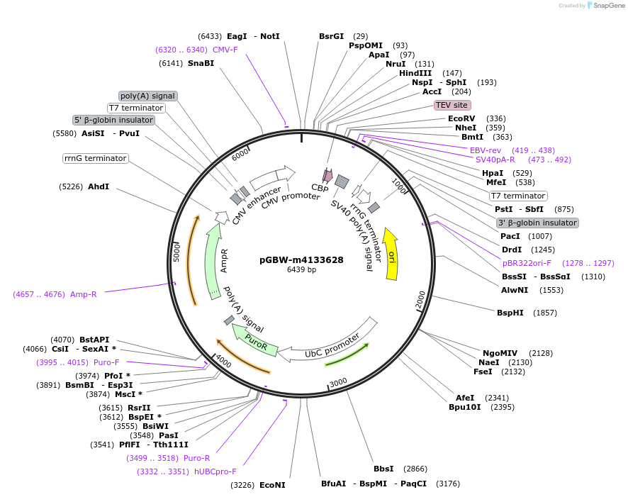 152215-plasmid-map-sequence-id-295227