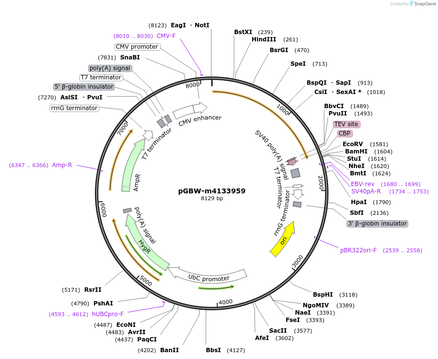 152219-plasmid-map-sequence-id-295231