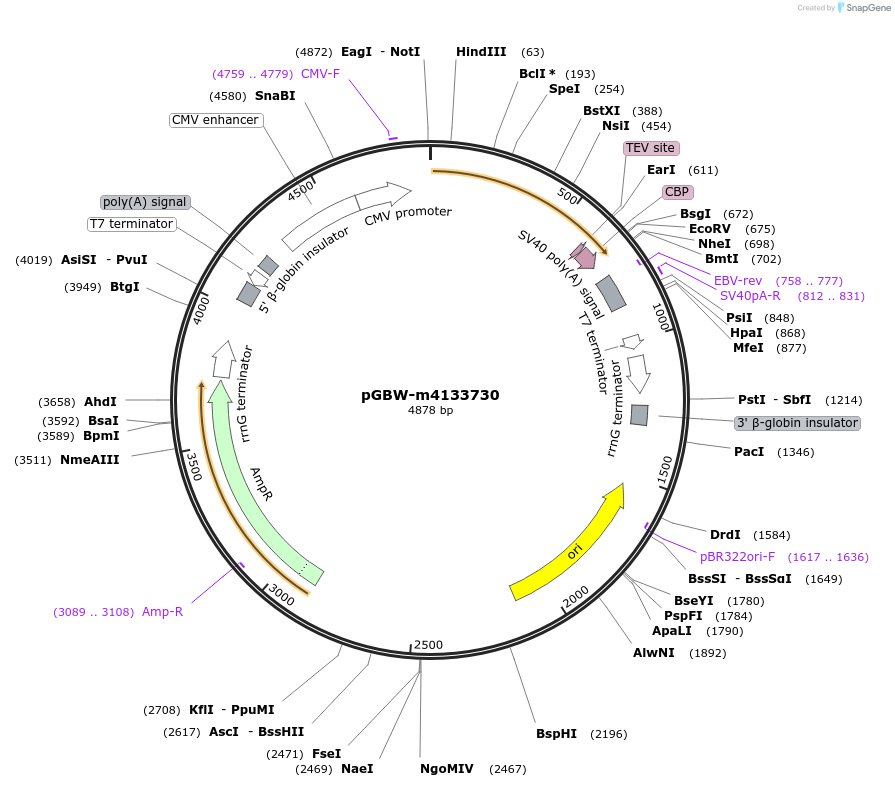 152220-plasmid-map-sequence-id-295232
