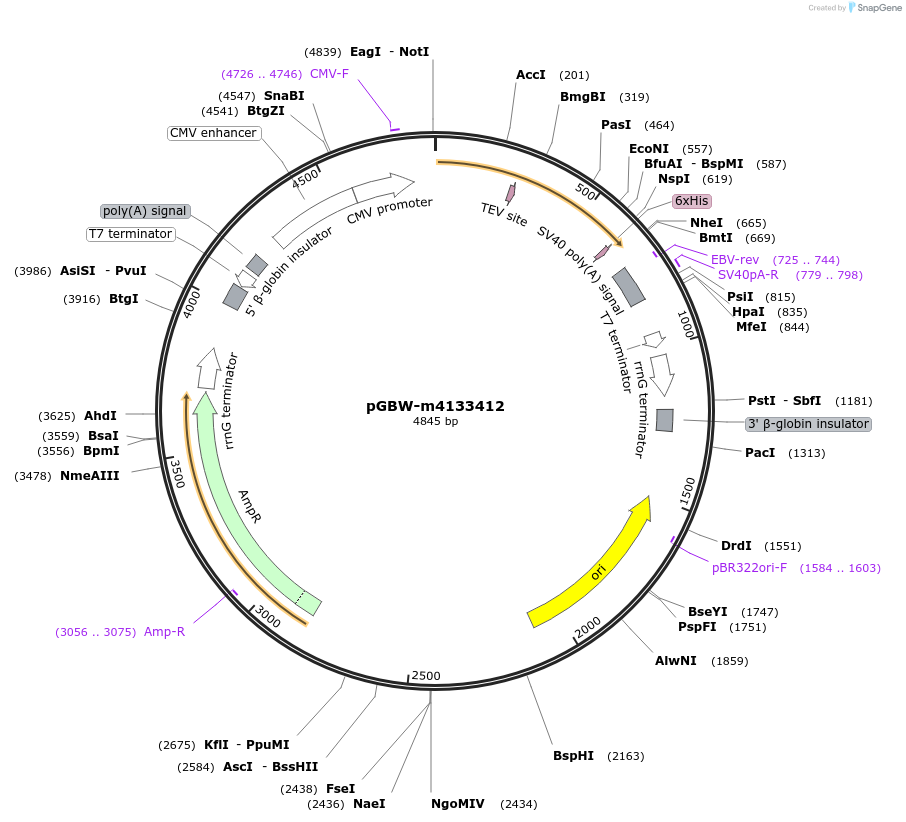 152222-plasmid-map-sequence-id-295234
