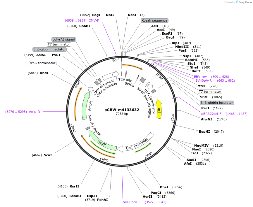 152225-plasmid-map-sequence-id-295237