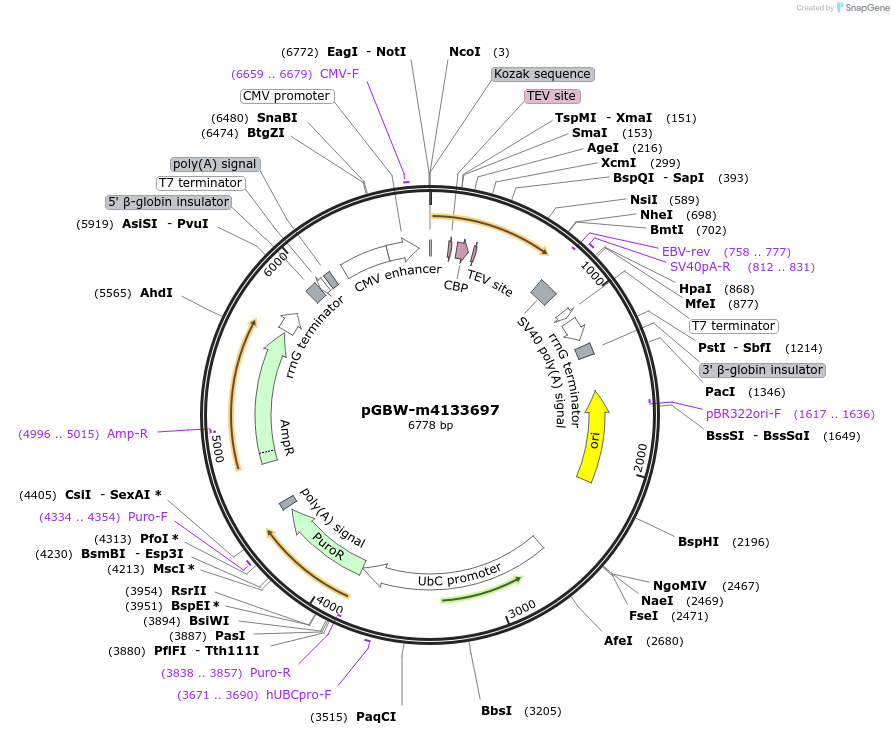 152226-plasmid-map-sequence-id-295238