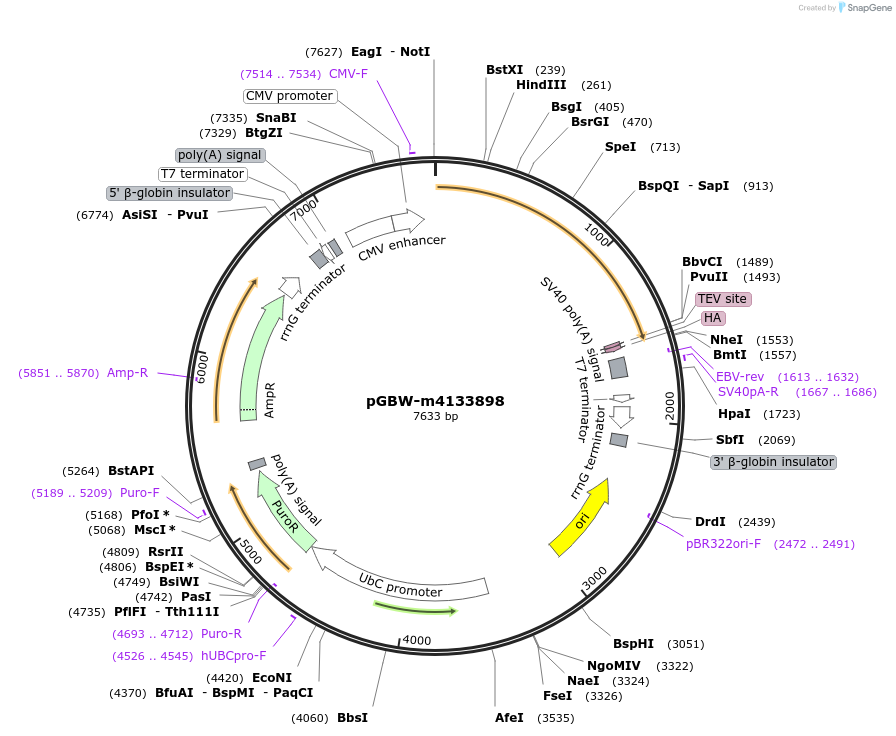 152228-plasmid-map-sequence-id-295240