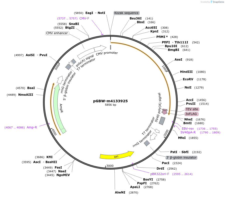 152232-plasmid-map-sequence-id-295244